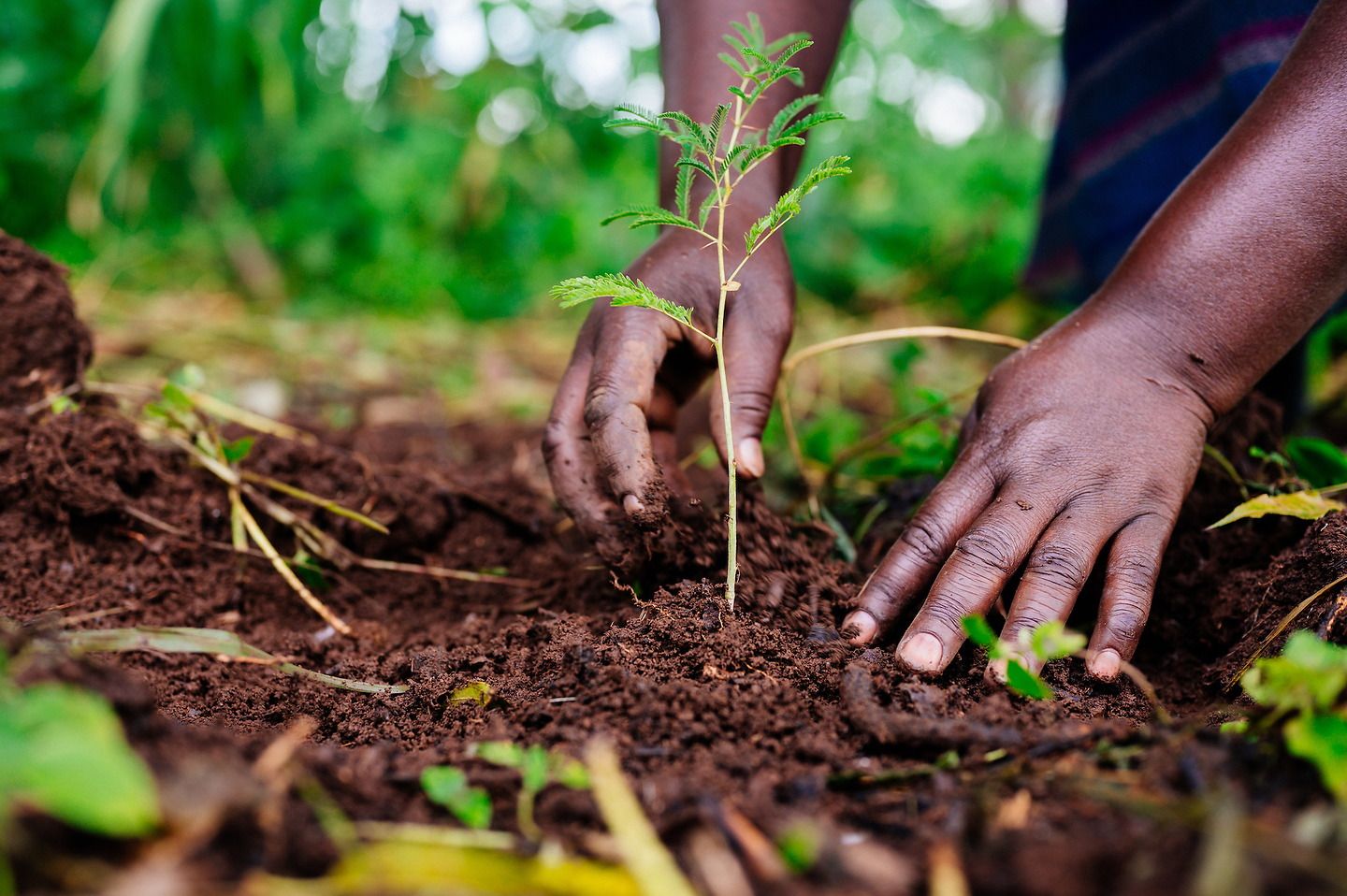 How Outer & One Tree Planted Are Working Together to Fight Deforestation