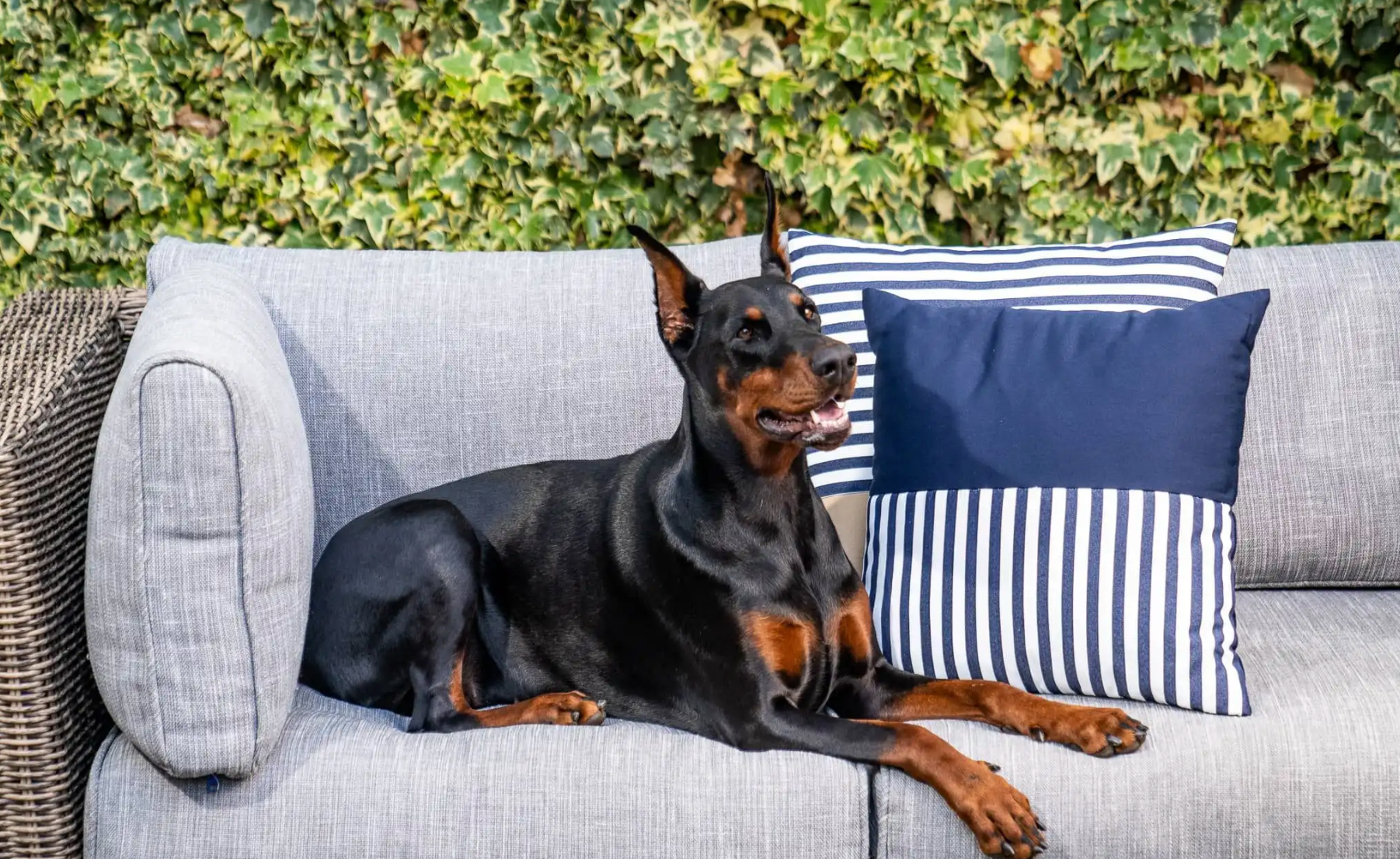 a dog with wicker outdoor sofa https://liveouter.com/