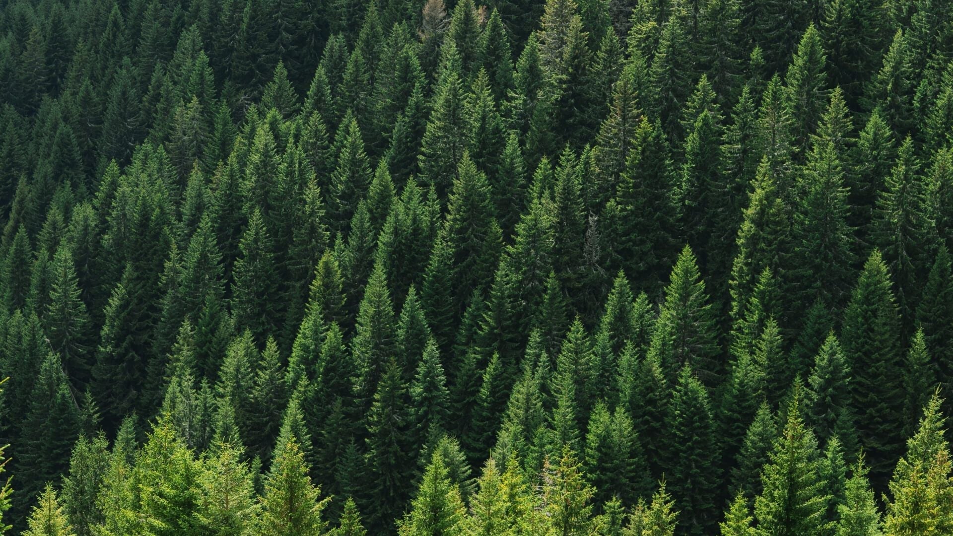 Black Friday Goes Green As Outer Aims to Plant 1 Million Trees